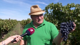 Un viticultor a rămas fără roadă, fără bani, iar astăzi este purtat pe drumuri